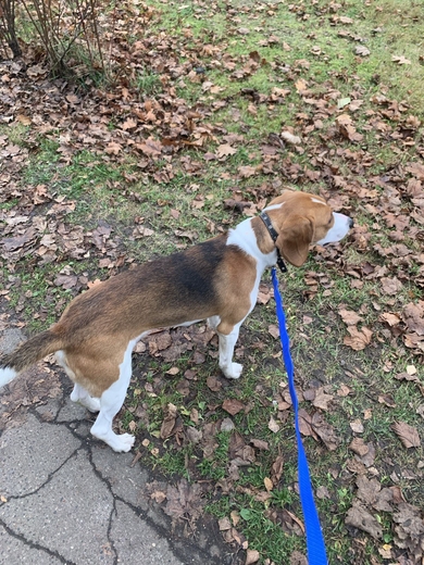 Найдена собака