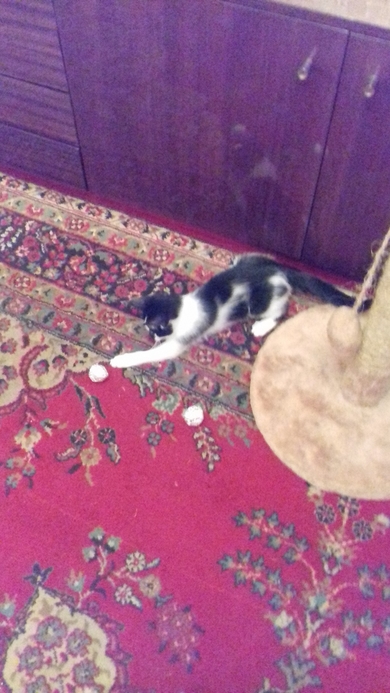 Котёнок Малыш 2 месяца., фото 3