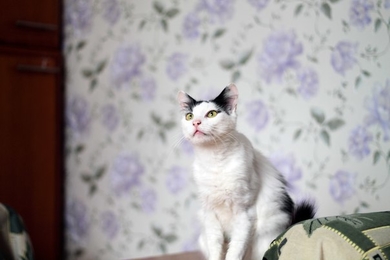 Нежная кошечка в дар, фото 2