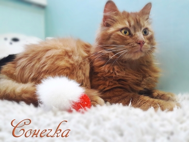 У нас есть самая уютная кошка в мире и она может быть вашей!