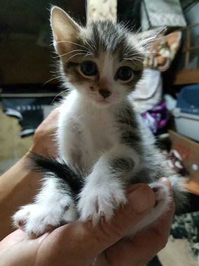 Красивые котята мальчики в дар, фото 2