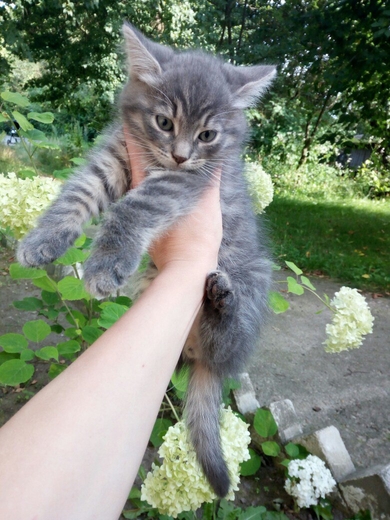 В ответственные ручки котята., фото 4