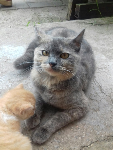 Котята в дар, фото 3