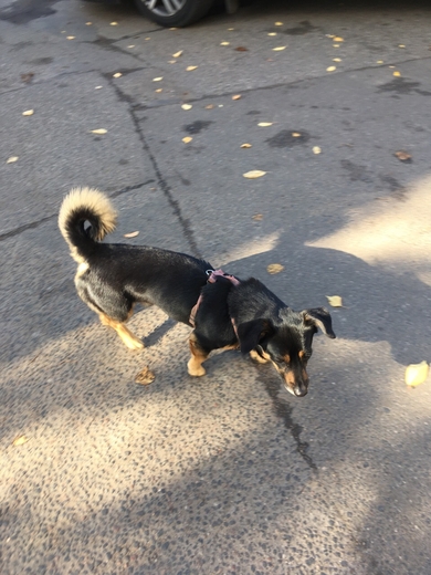 В районе улицы БЕЛЬСКОГО замечена маленькая черная собака, явно домашняя, фото 2