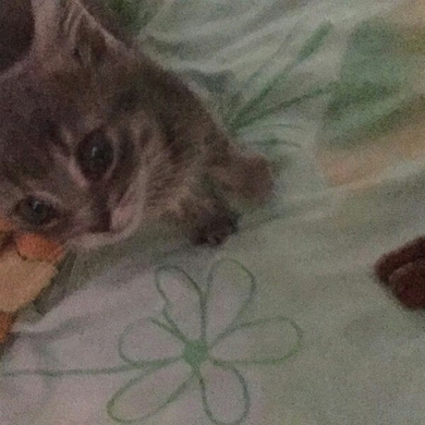 Котенок ищет дом