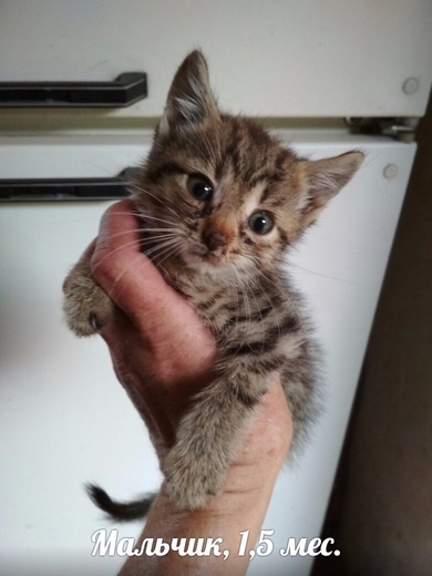 Котёнок в добрые руки!, фото 2
