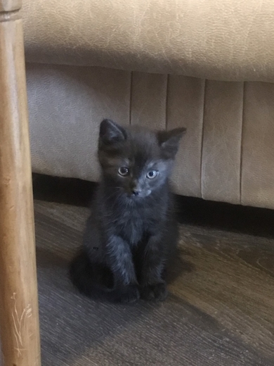 Милейшие котята ищут дом, фото 4