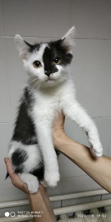 Срочно котят сдали на усыпление. Нужен дом или передержка, фото 3
