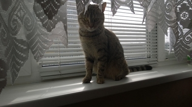 Кошка ищет дом!!!