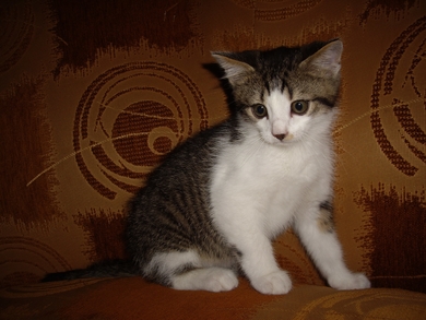 Котёнок в добрые руки!, фото 3