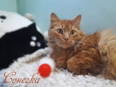 У нас есть самая уютная кошка в мире и она может быть вашей!, фото 2