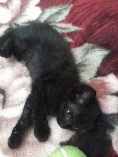 Ищут заботливые и любящие ручки котята., фото 4