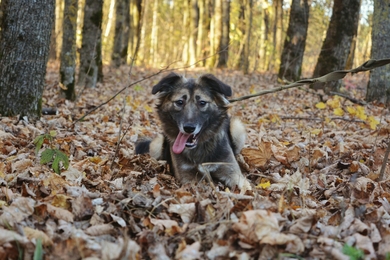 Альпа ищет дом, фото 2