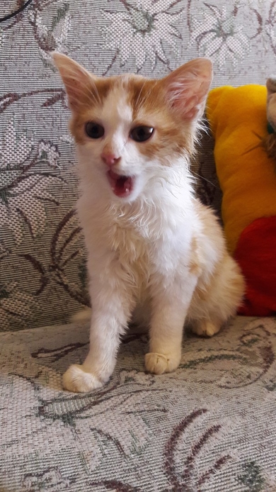 Замечательные котята в добрые ручки, фото 4