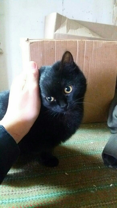 Глория ищет дом!!!, фото 2