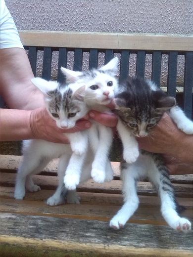 ОЧЕНЬ СРОЧНО котятам нужен дом!, фото 3