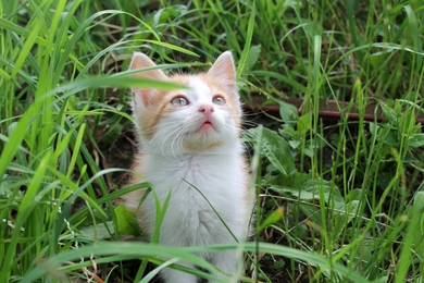 Котенок Маркус в хорошие руки, фото 2