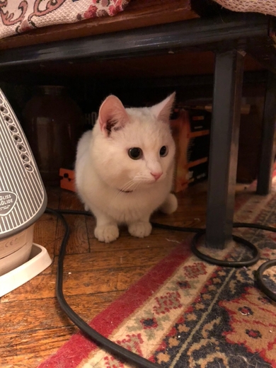 Белый кот с разными глазами, фото 2