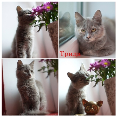 В дар котёнок - девочка.