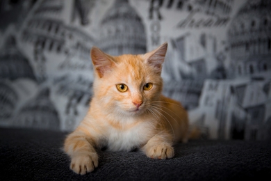 Мандариновый котёнок ждёт свою семью., фото 3