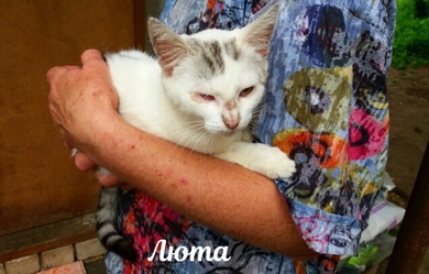 Люта ищет дом!!!, фото 3