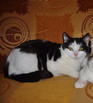 Котик Матвей очень хочет ДОМОЙ!