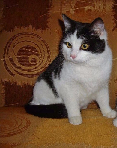 Котик Матвей очень хочет ДОМОЙ!, фото 2