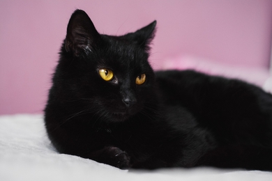 Чёрная кошка ищет свой дом, фото 3