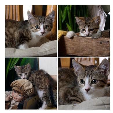 В дар котёнок- девочка.
