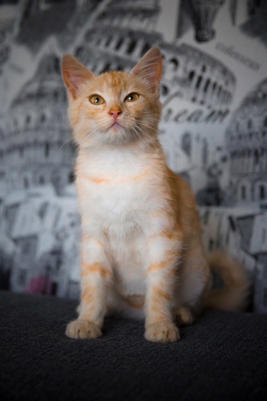 Мандариновый котёнок ждёт свою семью., фото 2