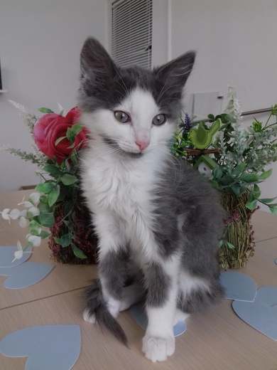 В добрые руки котёнок Амур.