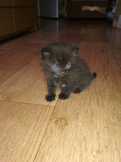 Маленький котенок ищет дом. , фото 2