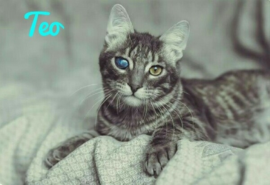 Коты