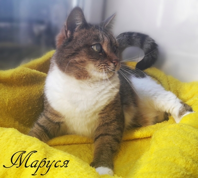 Кошка Маруся - настоящее чудо, которое стучится в дверь., фото 3