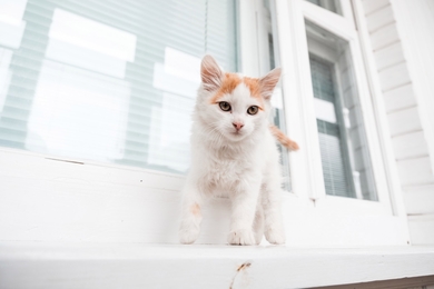 Котёнок в добрые руки!, фото 3