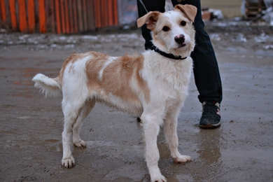 Очаровательный Яшка ищет добрые ручки., фото 3