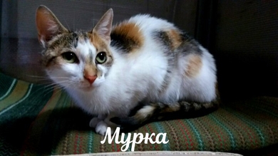 Мурка ищет дом!!!