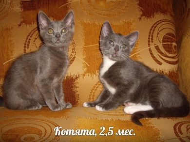 Малыши ищут любящих хозяев!, фото 2