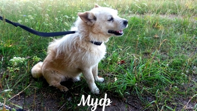 Малыш Муф ищет дом!