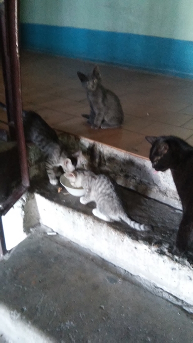 Котёнок в добрые руки!