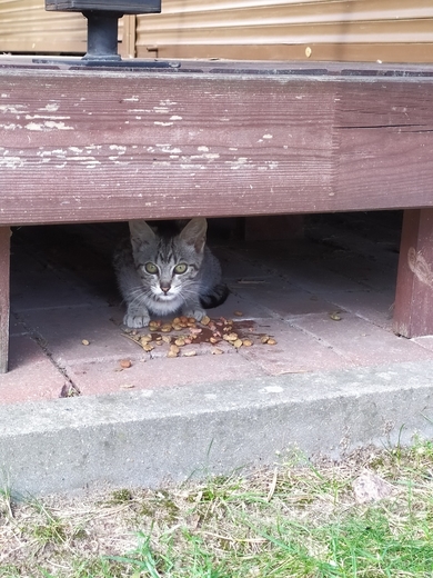 Очаровательному котенку нужен дом