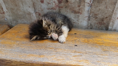 Котёнок в добрые руки!, фото 2
