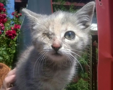 Котёноку очень нужна передержка или ПМЖ., фото 2