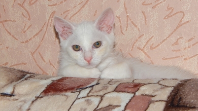 Ищем хозяев для котёнка.