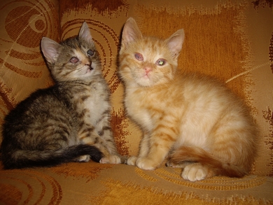 Милые котята ищут дом!, фото 4
