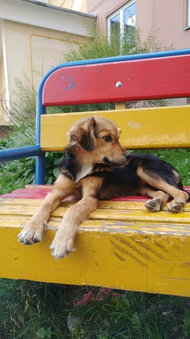 Ищет дом щенок мальчик.
