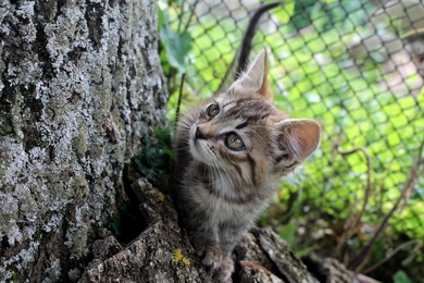 Котенок Тигран в хорошие руки!
