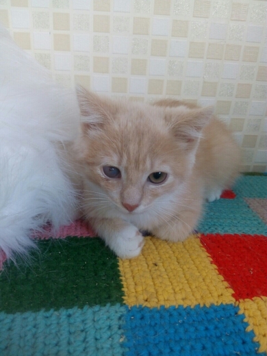 Срочно нуждается в доме котенок Персик