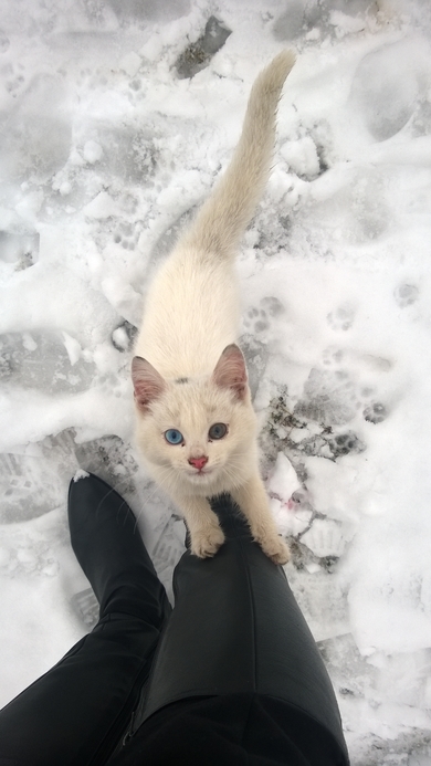 Котенок ищет хозяев