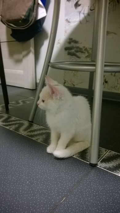 Котенок ищет хозяев, фото 2